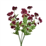Mini Gerbera Daisy Bush - Burgundy
